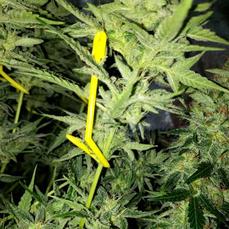 Plant yo yos hook gently onto stems