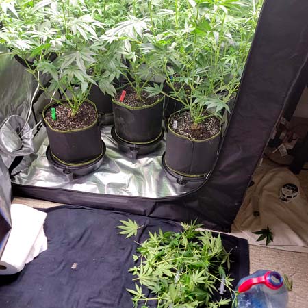 Pulled a few lower stems and leaves but these cannabis plants need more!