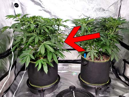 Purple Ghost Candy grew into the biggest plant