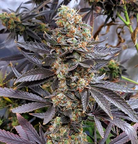 Purple Ghost Candy cola