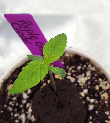 Purple Ghost Candy as a 7 day old troublesome seedling
