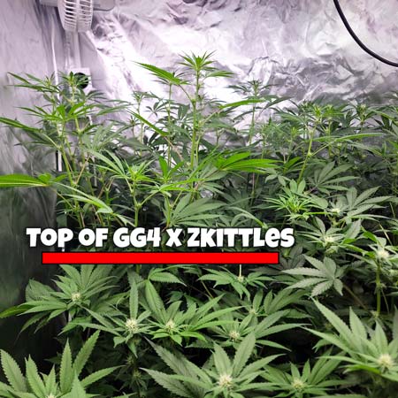 Purple Ghost Candy towering over its neighbor