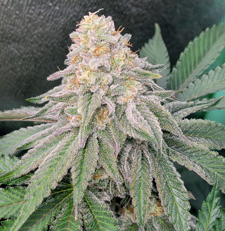 Runtz Bud Closeup - grown under the Spider Farmer SF-1000 - 6 weeks from 12/12 - GrowWeedEasy.com