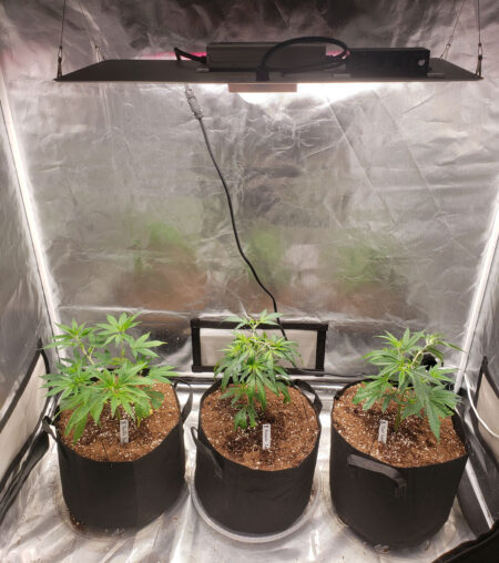 Spider Farmer SF2000 LED grow light - plants just transplanted. GrowWeedEasy.com