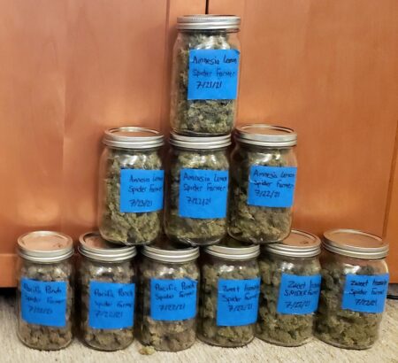 Spider Farmer SF-2000 LED grow light harvest in jars - GrowWeedEasy.com