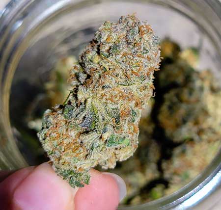 Spider Farmer LED-grown Runtz bud after harvest (up close) - GrowWeedEasy.com