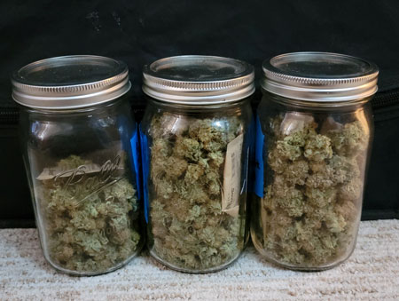 Spider Farmer SF-1000 LED Example Harvest (Runtz plant) - GrowWeedEasy.com