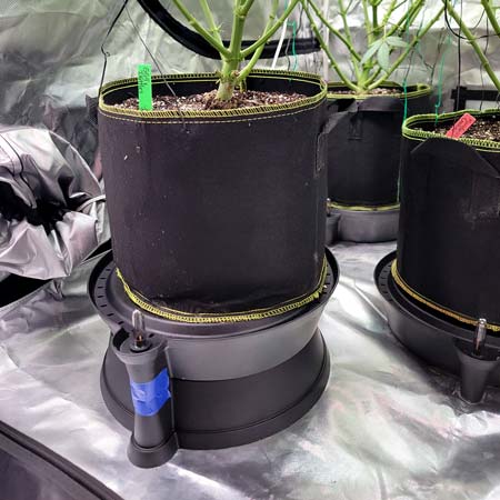 Stacked an autowatering pot base to make the cannabis plant taller