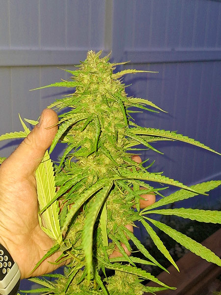 A literal fistful of bud!