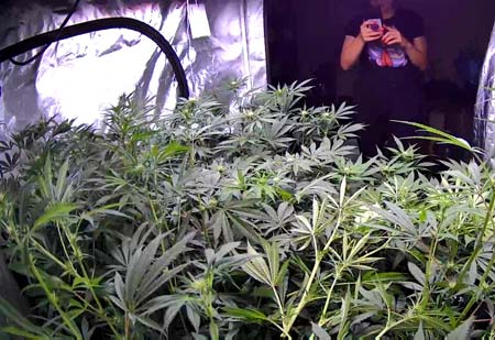Taking a picture of the cannabis grow tent