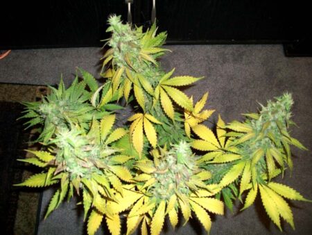 Too much yellowing at harvest (cannabis plant)