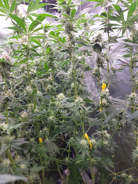 Using plant yo-yos for this Blue Dream cannabis plant at Grow Weed Easy