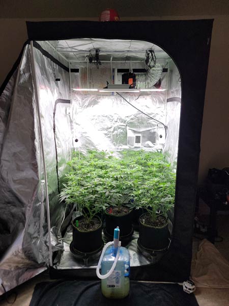 About to water the tent
