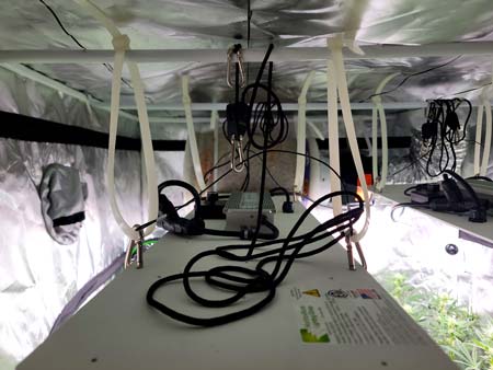 Zip ties were used to raise the LED grow light to the top of the grow tent - Cannabis grow journal on GrowWeedEasy.com