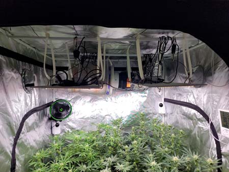 Used big zip ties to raise the LED grow lights to the top of the grow tent - GrowWeedEasy.com cannabis grow journal