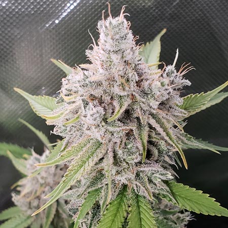 Zweet Inzanity grown under the Spider Farmer SF-2000 LED grow light