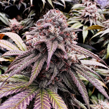 Cherry Gar-See-Ya R1