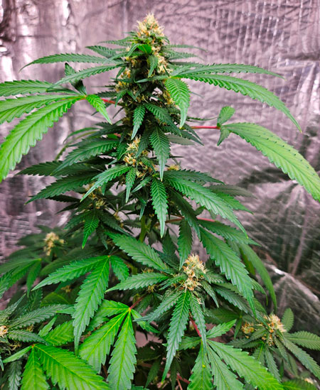 Beautiful plant by Flatv8