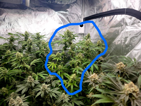 Blue Dream cannabis plant, flowering day 47 - view from the front (a little nutrient hungry)