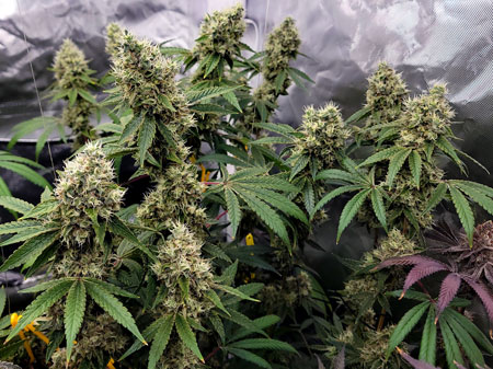 Blue Dream on flowering day 66