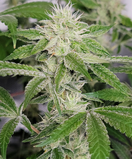 Blue Dream cannabis flowering day 44 - GrowWeedEasy.com grow journal