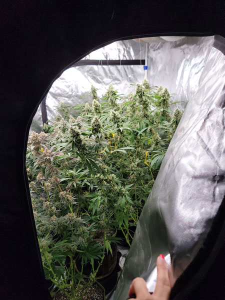 Blue Dream cannabis plant, side view, Flowering day 56