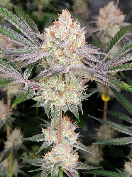 Candy Games #38 Flowering day 48 bud closeup sparkly cannabis bud