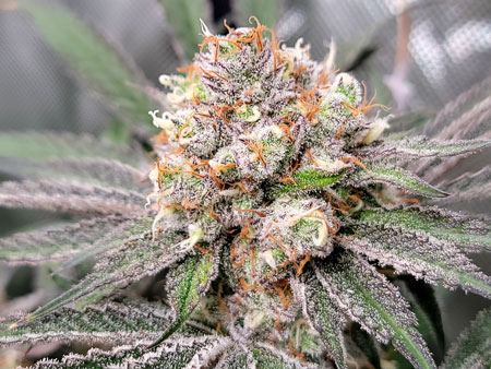 Closeup of Candy Games #38