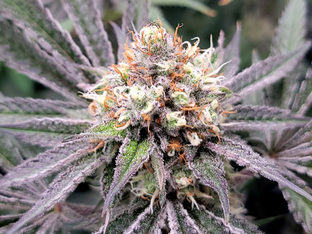 Candy Games #38 buds - purple tinges on the cannabis plant leaves but not the buds yet.