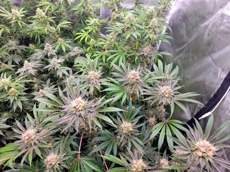 Candy Games #38 getting tinges of purple around the buds 