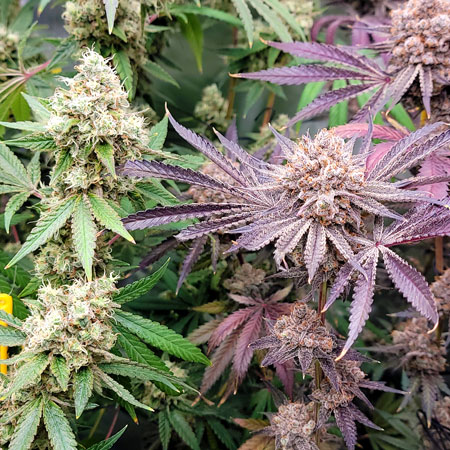 Different strains make different buds