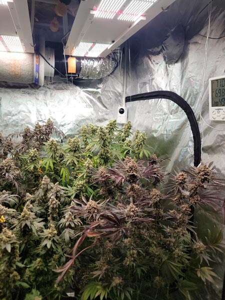 Cannabis plant harvest in a grow tent by GrowWeedEasy.com