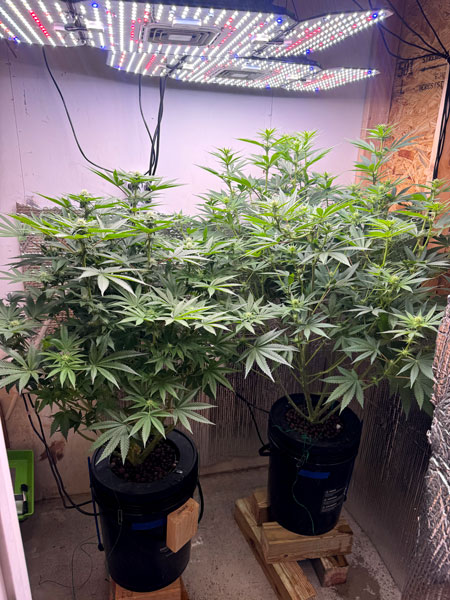 Hydro plants by Josh