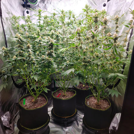 Cannabis plants - side view to see the plant structure - flowering day 44 - GrowWeedEasy.com grow journal