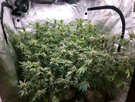 Cannabis plants (three quarter view) flowering day 44 - GrowWeedEasy.com grow journal