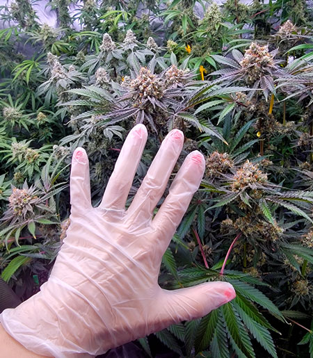 Need gloves to touch plants now