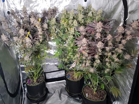 Colorful cannabis plants at harvest time - grow journal on GrowWeedEasy.com