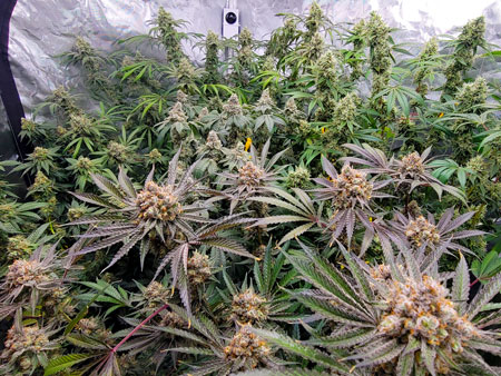 Different strains make different buds