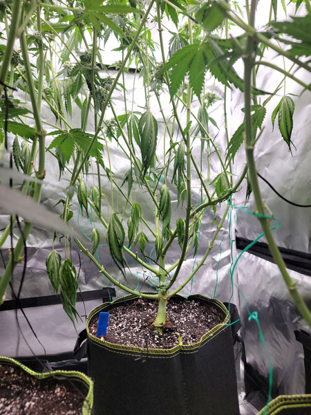 Droopy undercarriage, not watered enough (underwatered)