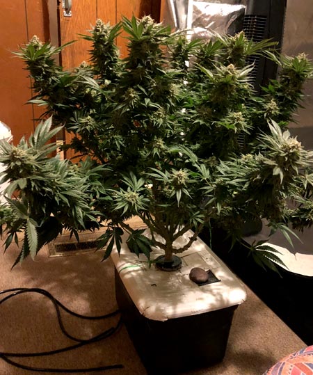 indoor hydro grow