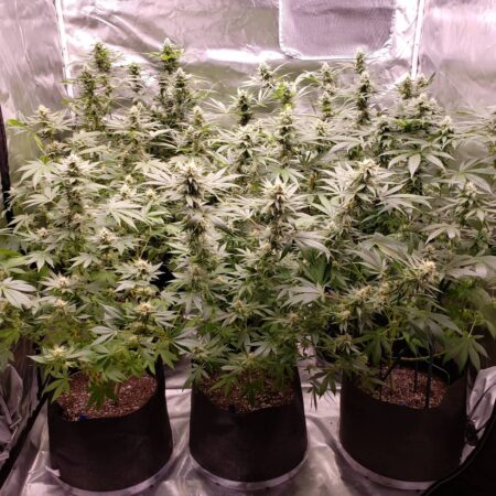 These cannabis plants were grown in "just add water" super soil.