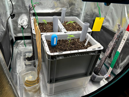 Seedlings in the setup