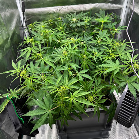 Happy flowering plants in the system