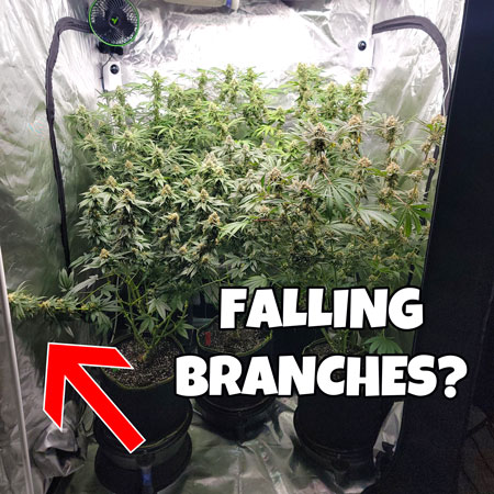 Falling branch in need of a plant yo-yo