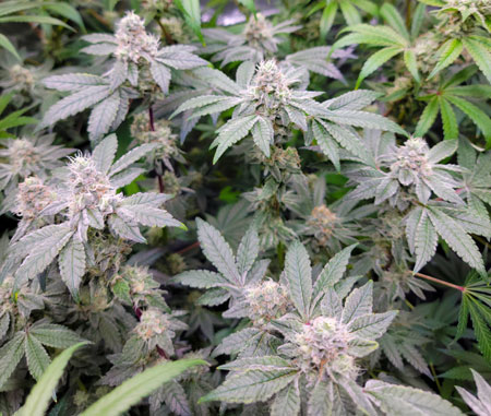 Deep purple stem on the Mandarin Cookies in the flowering stage (day 44 ) - GrowWeedEasy.com grow journal