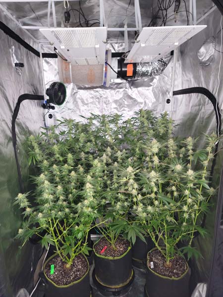 Flowering day 39 of the Sweet Dreams GrowWeedEasy.com cannabis grow journal