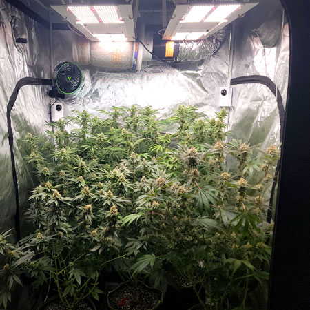 Flowering day 47 - photoperiod cannabis plants in a 4x4 grow tent