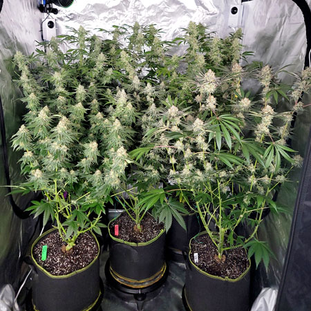 Flowering day 48 - cannabis plants in natural light in a grow tent - GrowWeedEasy.com cannabis grow journal