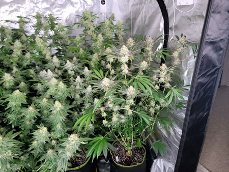 Candy Games #38 on flowering day 49 - I left more than a normal amount of fan leaves