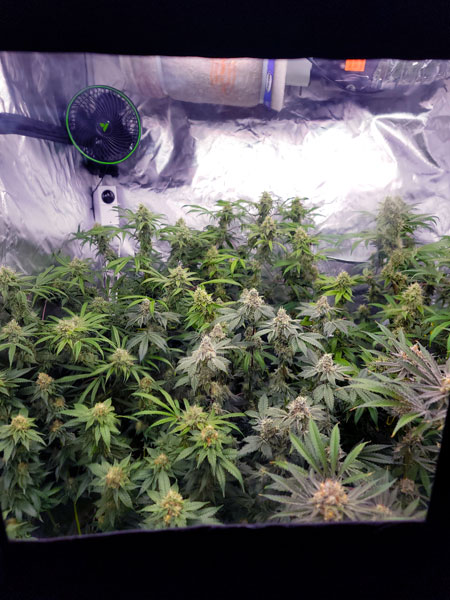 Flowering day 49 - peeking in at buds through the grow tent window